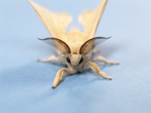 The silkmoth Bombyx mori モス