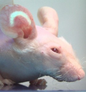 ear-mouse_full