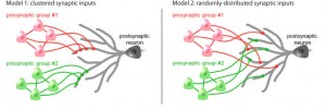 Two possible models of synaptic connections. This research has demonstrated conclusively that the cluster input model on the left is correct. &copy; Yuji Ikegaya