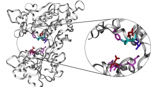 Structural model of the amino terminal domain of the human sweet taste receptor &copy; Masaji Ishiguro