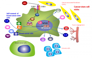 HRG-ErbB-PI3 kinase-NF&kappa;B axis may regulate self-renewing breast cancer stem cells and induce production of extracellular proteins for generating cancer stem cell niche. &copy; Noriko Gotoh.