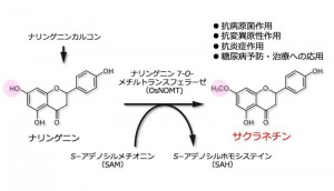 様々な薬理効果を保持するサクラネチンの生合成最終段階 ©岡田憲典