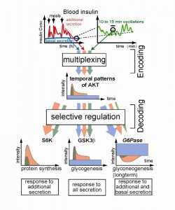 The AKT Pathway Multiplexes Temporal Patterns of Insulin level. Temporal patterns of insulin secretion (upper panels) are encoded in temporal patterns of AKT. The encoded information on insulin secretion is selectively decoded by downstream target molecules using differences in network structures and kinetics.&copy; Shinya Kuroda