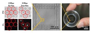 Single-cell drug efflux assay device for bacteria © Ryota Iino