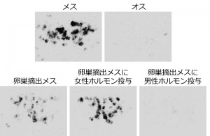メダカ脳内の生殖行動に関係する部位での女性ホルモン受容体 © Kataaki Okubo
