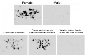 Estrogen receptor in a brain area implicated in sexual behavior in medaka fish. &copy; Kataaki Okubo
