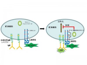 肥満細胞上の高親和性IgEレセプターが刺激されると、細胞外脂質のセラミドと結合するレセプターLMIR3はリン酸化されて、肥満細胞の過剰な活性化を抑える © Jiro Kitaura