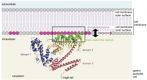 CagA localization to intracellular surface of the cell membrane via interaction between basic patch and acidic membrane phospholipid. &copy; Hatakeyama Lab. 