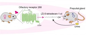 A mouse odorant receptor, Olfr288 (olfactory receptor 288), recognizes male urinary (Z)-5-tetradecen-1-ol as a natural ligand. (Z)-5-tetradecen-1-ol is excreted from the male preputial gland into urine and enhances urine attractiveness to female mice © Kazushige Touhara