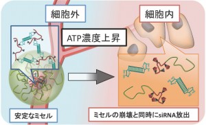 細胞内外のATP濃度に応答したsiRNAの放出が確認された c Mitsuru Naito