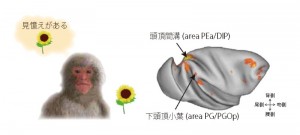 Recognition memory is the ability to recognize previously encountered items. Two areas in the macaque posterior parietal cortex (intraparietal sulcus, inferior parietal lobule) were activated during correct recognition.© Kentaro Miyamoto Recognition memory is the ability to recognize previously encountered items. Two areas in the macaque posterior parietal cortex (intraparietal sulcus, inferior parietal lobule) were activated during correct recognition.© Kentaro Miyamoto