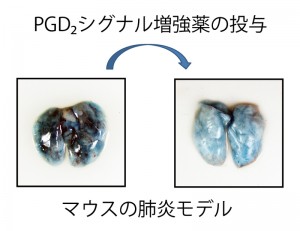 &copy; 村田幸久 (東京大学大学院農学生命科学研究科)