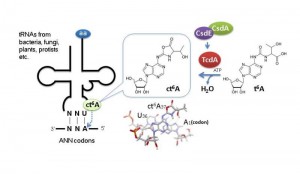N6-Threonylcarbamoyladenosine (t6A), a modified nucleotide found in certain tRNAs, has an essential role in translational fidelity. (c) Tsutomu Suzuki. N6-Threonylcarbamoyladenosine (t6A), a modified nucleotide found in certain tRNAs, has an essential role in translational fidelity. ©Tsutomu Suzuki.