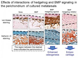 &copy; Hironori Hojo. Effects of the interaction of hedgehog and BMP signaling on bone and ectopic cartilage formation in the perichondrium. When hedgehog signaling was activated, activation of BMP signaling enhanced bone formation. On the other hand, when hedgehog signaling was suppressed, activation of BMP signaling induced ectopic cartilage formation instead of bone formation.