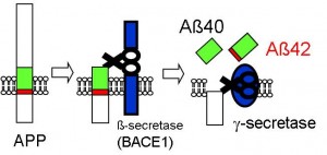 Figure 2: Formation process of amyloid-β Figure 2: Formation process of amyloid-β