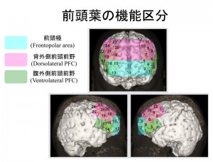 © Ryu Takizawa. 前頭葉の機能区分によって課題成績と不安との脳機能との関連の仕方が異なっていた。