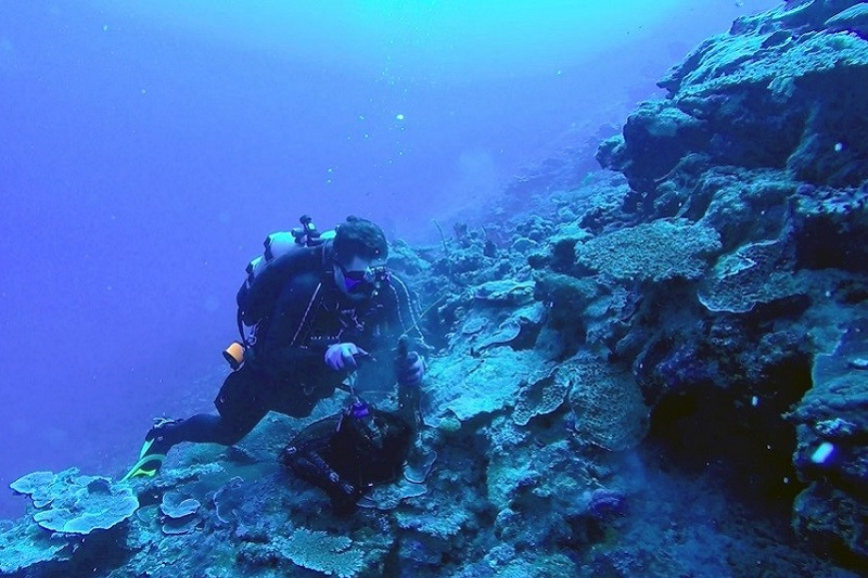 A SUCBA diver swims beside a coral reef.