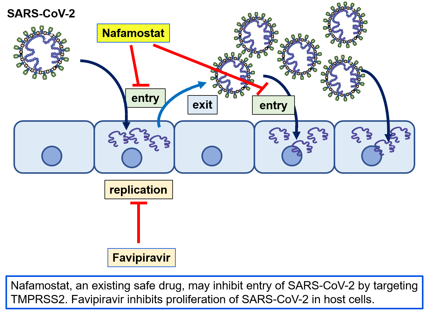 Nafamostat, an existing safe drug, may inhibit entry of SARS-CoV-2 by targeting TMPRSS2. Favipiravir inhibits proliferation of SARS-CoV-2 in host cells.
