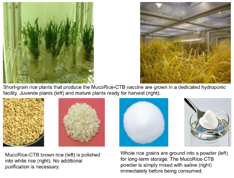 Rice plants sprouting in beakers, ready for harvest in special facilities, freshly harvested brown rice, polished white rice, ground rice powder, and powder dissolving in liquid.  