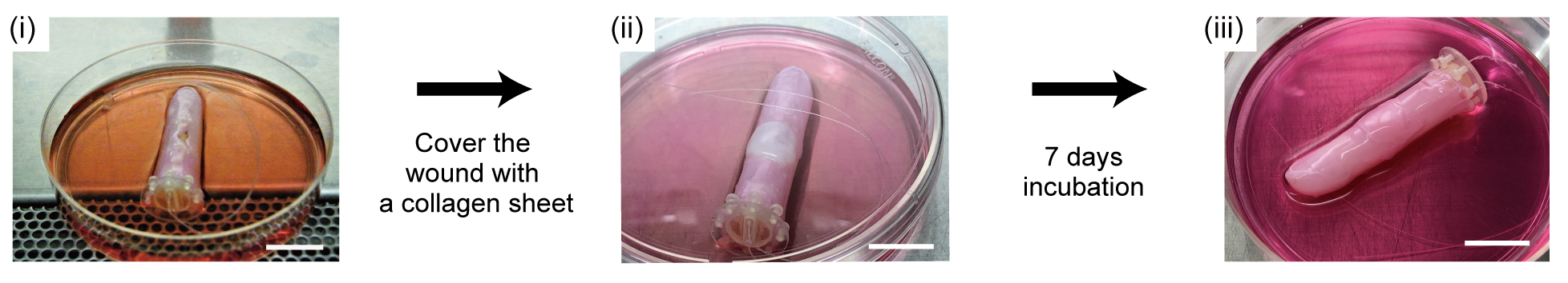 Three images of a pink fluid with a single finger in each