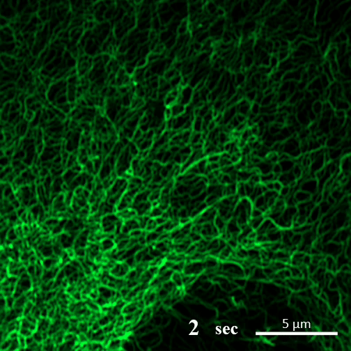 Black square with glowing green filaments