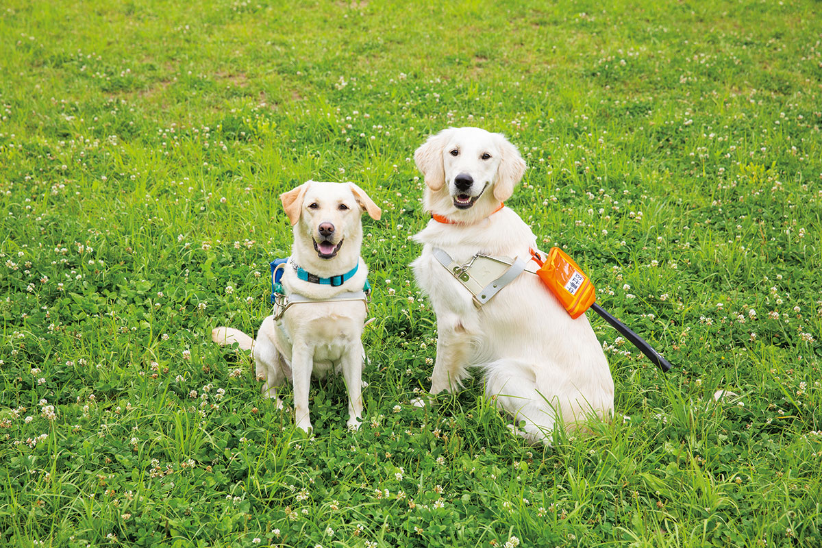 Guide dog