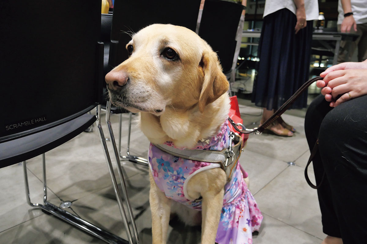 Guide dog Ukuru