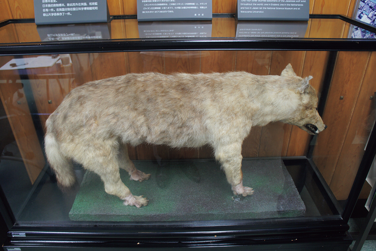 Stuffed Japanese wolf