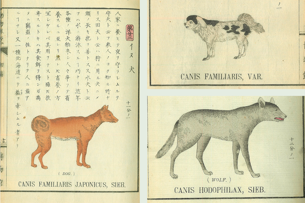 Dobutsu Kunmo Shohen Honyurui
