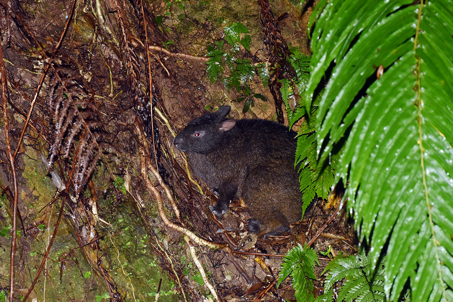 A small dark rabbit in a forest