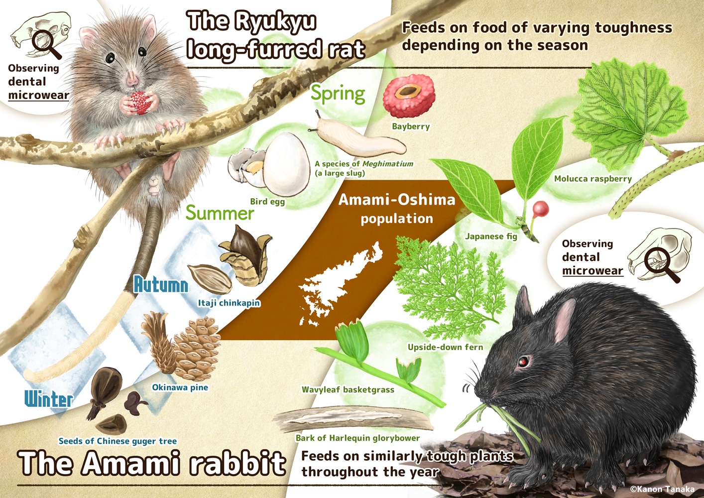 An illustration showing a rabbit, a rat, and various items they eat